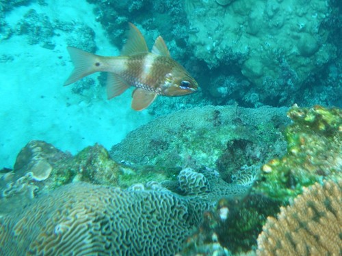 Norfolk cardinalfish (Ostorhinchus norfolcensis) — Apogonidae — 5