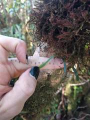 Stenogrammitis saffordii