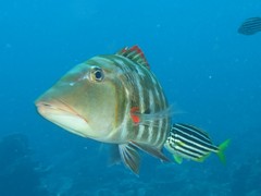 Lethrinus miniatus