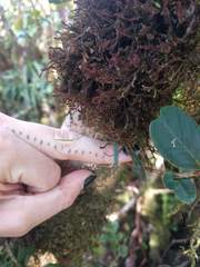 Stenogrammitis saffordii