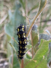 Gnophaela latipennis