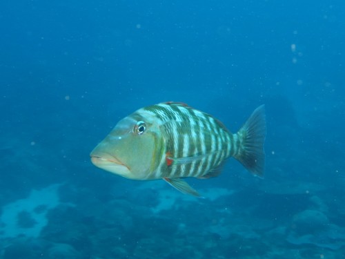 Emperor (Lethrinus miniatus) — Lethrinidae