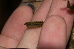 Stenogrammitis saffordii