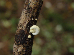 Pleuroflammula praestans