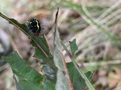 Gnophaela latipennis