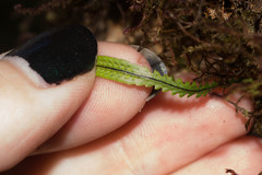 Stenogrammitis saffordii