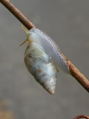 Drymaeus dormani image