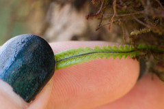 Stenogrammitis saffordii