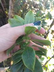 Coprosma ochracea