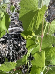 Vitis girdiana