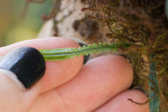 Stenogrammitis saffordii