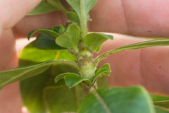 Coprosma ochracea