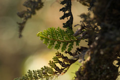 Adenophorus tamariscinus