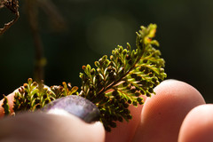 Adenophorus tamariscinus