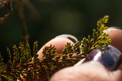 Adenophorus tamariscinus