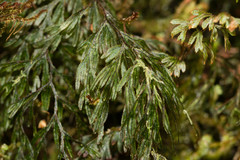 Hymenophyllum lanceolatum