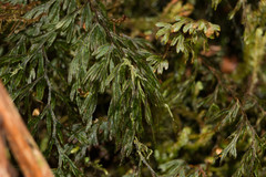 Hymenophyllum lanceolatum