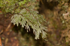 Hymenophyllum lanceolatum