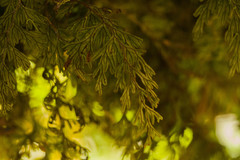 Hymenophyllum lanceolatum