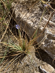 Sisyrinchium funereum