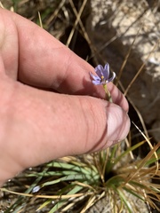 Sisyrinchium funereum