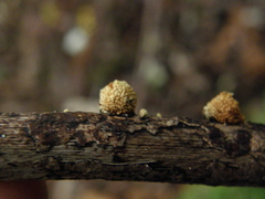 Pleuroflammula praestans