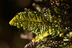 Adenophorus tamariscinus