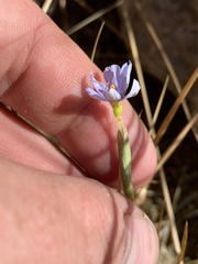 Sisyrinchium funereum
