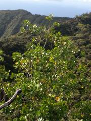 Cheirodendron platyphyllum