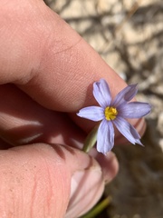 Sisyrinchium funereum