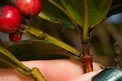 Syzygium sandwicense