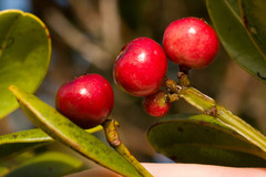 Syzygium sandwicense