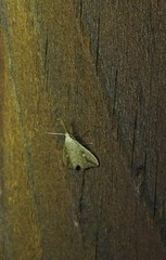 Trigonistis demonias