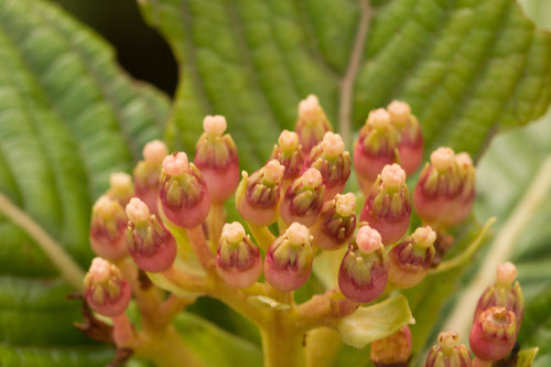 Hydrangea arguta