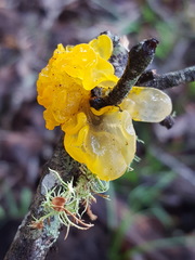 Tremella mesenterica image