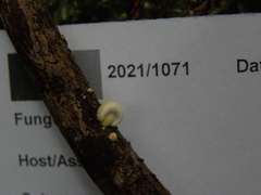 Pleuroflammula praestans