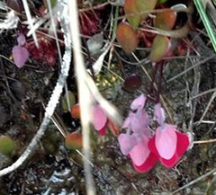 Utricularia quelchii