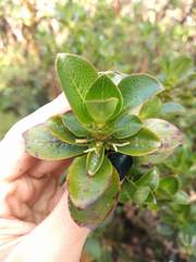 Coprosma ochracea