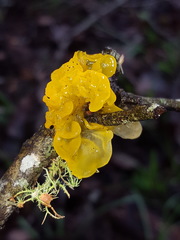 Tremella mesenterica image