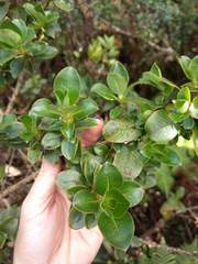 Coprosma ochracea