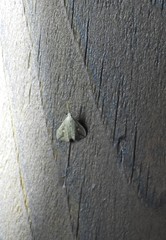 Trigonistis demonias