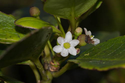 Ilex anomala