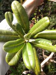 Melicope clusiifolia