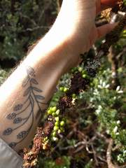 Melicope clusiifolia