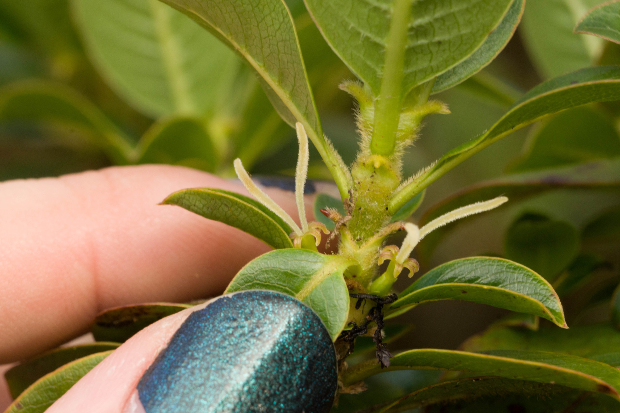 Coprosma ochracea
