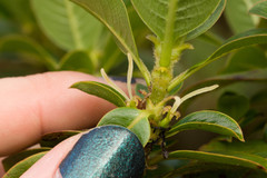 Coprosma ochracea