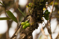 Melicope clusiifolia