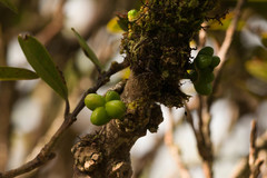 Melicope clusiifolia