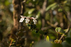 Phyllostegia grandiflora