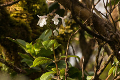 Phyllostegia grandiflora